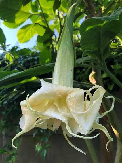 SOMMERLIEBE | Brugmansia