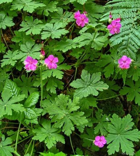 Kakost oddenkatý (Geranium macrorrhizum)