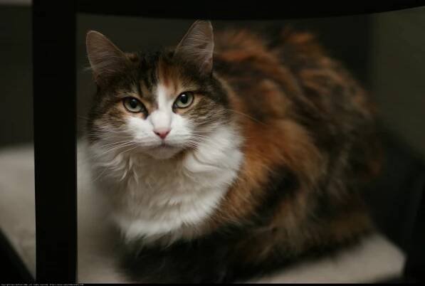 Manx Cat Strikes a Pose