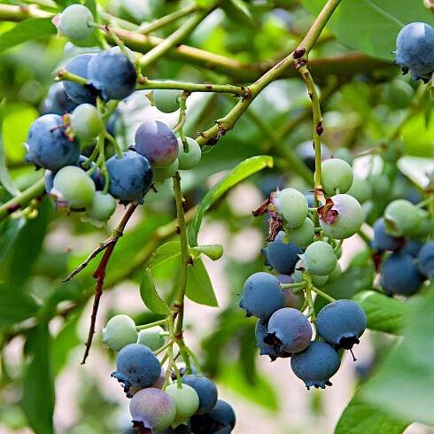 Blauwe bes 'Little Blue Wonder' - Bakker