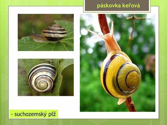 Měkkýši – Plži – Materiály pro žáky ZŠ