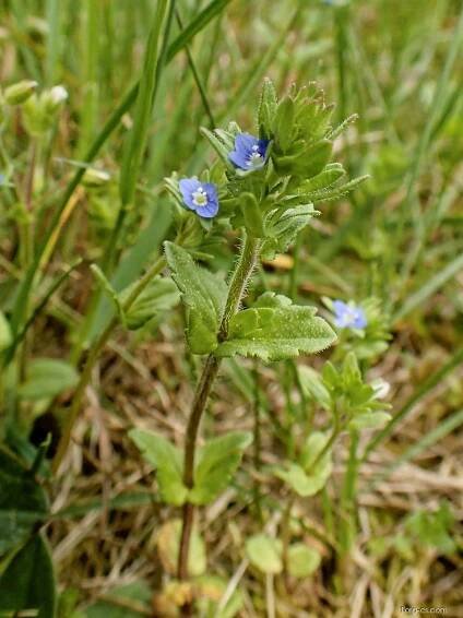 Rozrazil rolní (Veronica arvensis), rostlina