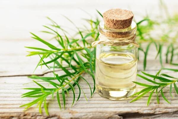 Tea tree oil - Tea tree olej 
