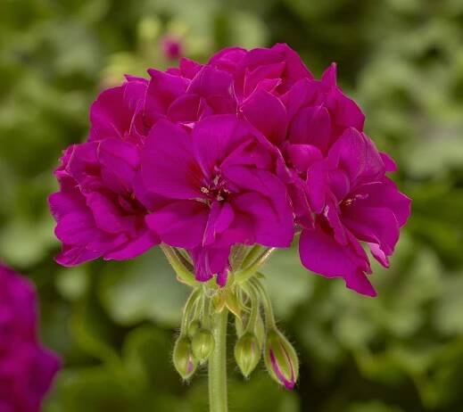 36540-70066648-CalliopeMViolet_L