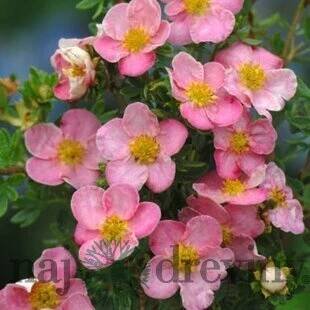 Nátržník krovitý ‘New Dawn‘, výška 15/+ cm, v črepníku Potentilla fruticosa ‘New Dawn‘