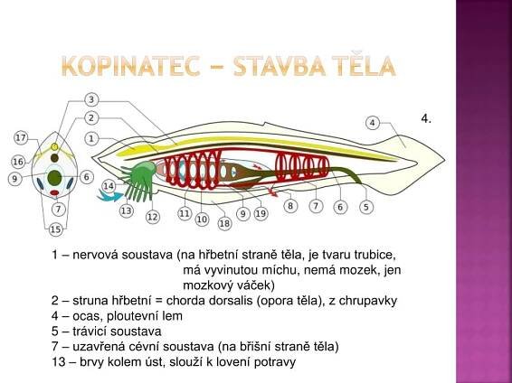 PPT - STRUNATCI pláštěnci, bezlebeční PowerPoint Presentation, free download - ID:4593757