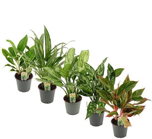 Aglaonema comutatum mix