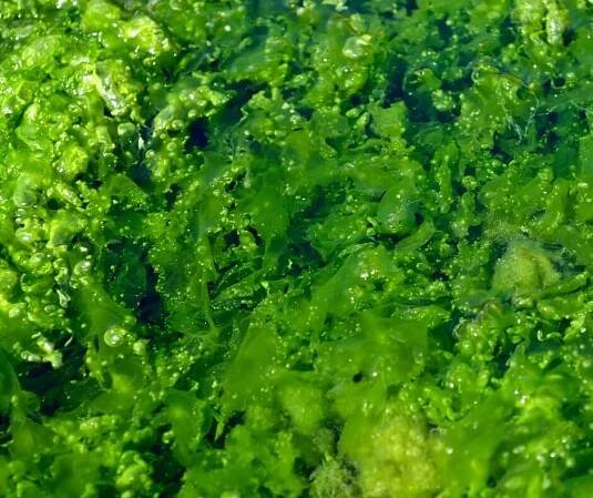 Ingredients Glossary – Primally Pure