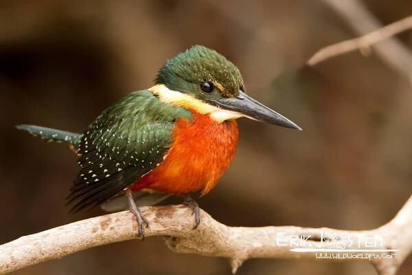 South America – WildWorldPix