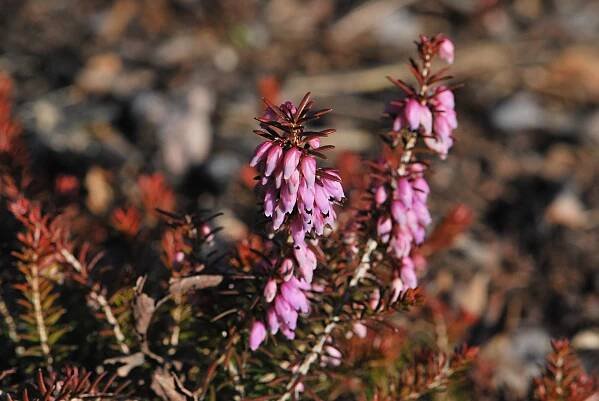 Vřesovec pleťový (Erica carnea)
