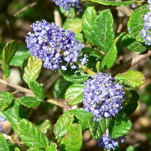 Ceanothus griseus
