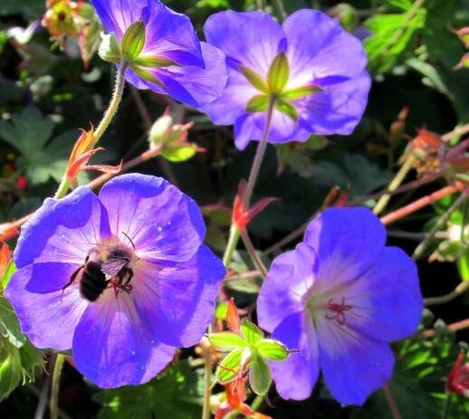 Geranium 'Rozanne'