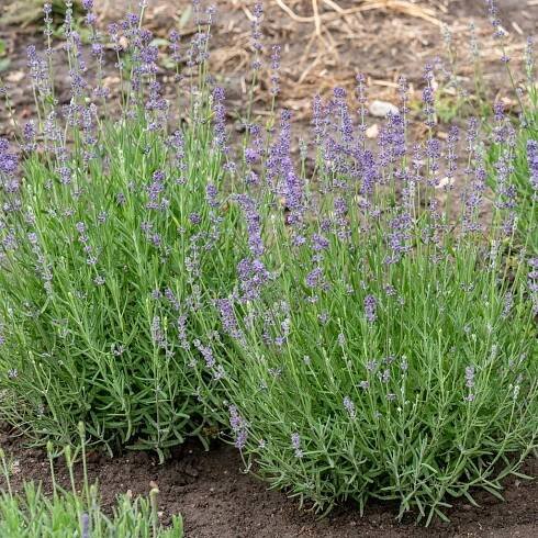 Levandule úzkolistá MUNSTEAD Klasická anglická odrůda Sazenice P11 Latinský název lavandula angustifolia