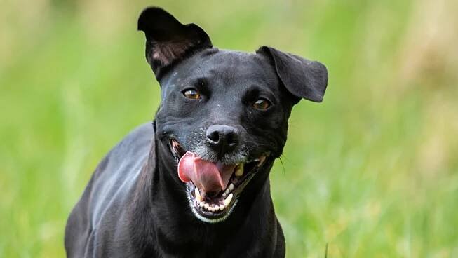 Patterdale teriér je malý gladiátor, který se doma změní v andílka