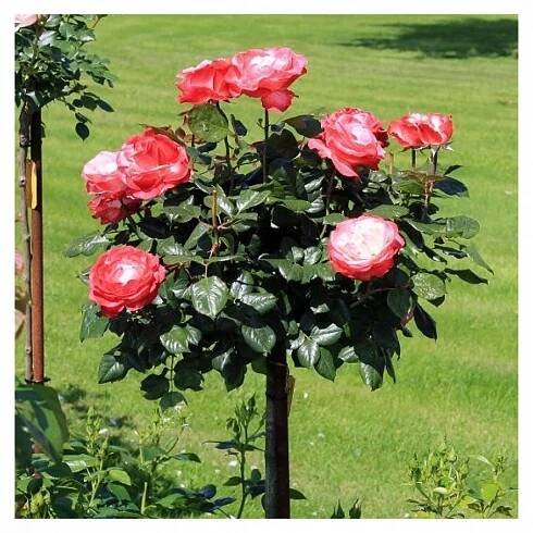 k-Nostalgie-H-St-bluhend-sr_1456x1456