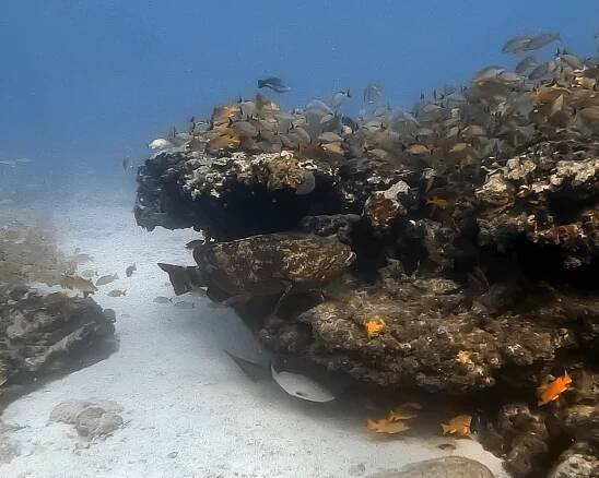 Islamorada Snorkeling