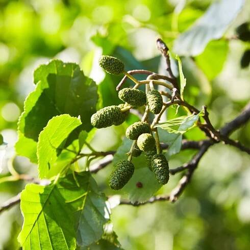 Semena olše – Olše šedá – Alnus incana