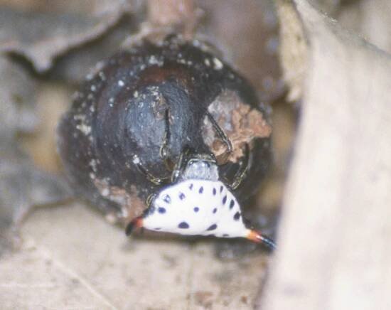 Togacantha