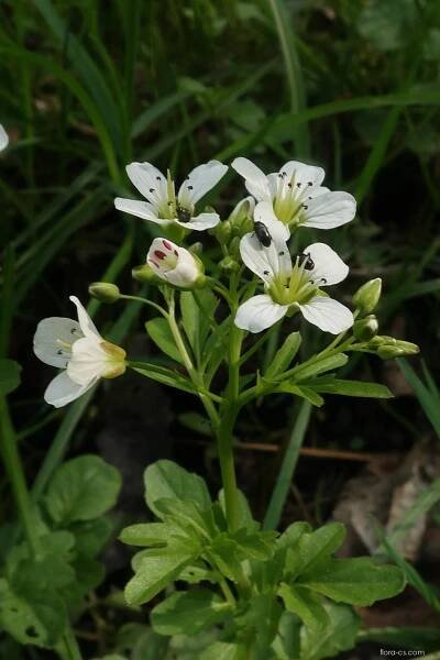 Řeřišnice hořká (Cardamine amara), květy, květenství