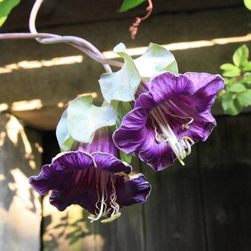 Kobea ťahavá fialová – Cobaea scandens – semená
