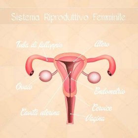 Stáhnout - Ilustrace ženského reprodukčního systému — Stock obrázek