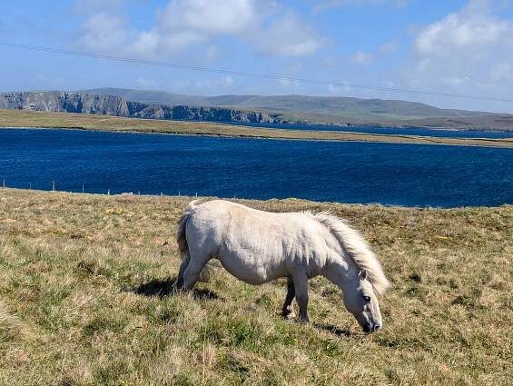 Shetland Itinerary: How to Spend One Week in Shetland - Watch Me See