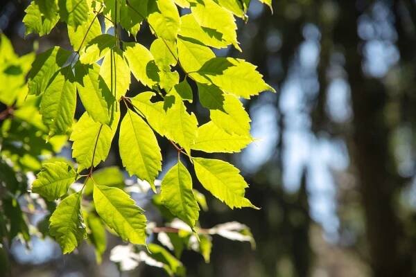 Vine leaf maple tree branch with light green trifoliate leaves