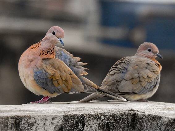Laughing Dove