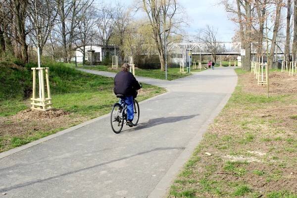 OBRAZEM: Cyklostezka jak vyměněná. Pokácené topoly nahradily u Labe nové stromky
