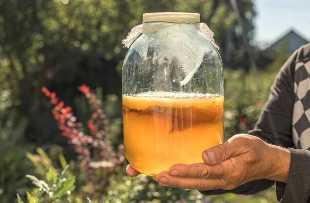 kombucha v nádobě
