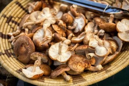 Jak vařit s houbami šítake