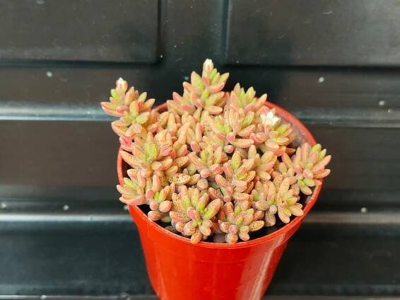 Crassula humbertii sukulent