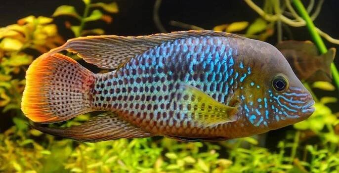 Aequidens rivulatus - Akara potoční 3-4 cm