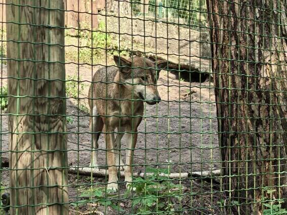 Zoo Děčín zachycena na vlajkový Huawei Pura 70 Pro – Infoek.cz