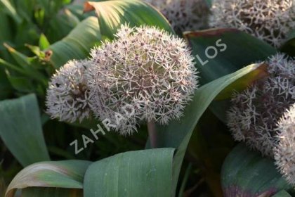 Česnek karatavský - Allium karataviense