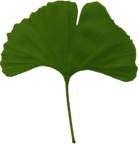 Ginkgo list | Darka shop