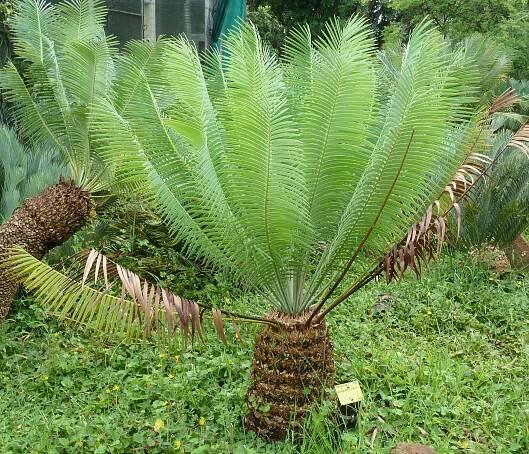 Encephalartos inopinus