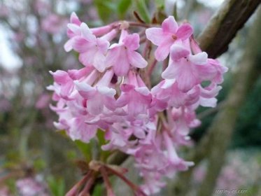 Kalina bodnantská - Viburnum x bodnantense Deben, květy, květenství