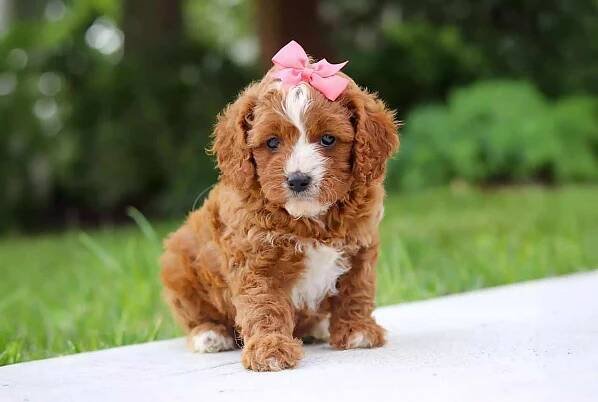 Bi Color Cavapoo