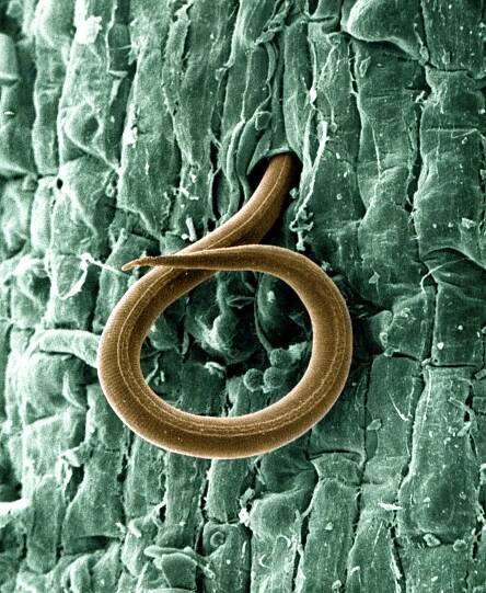 Soubor:A juvenile root-knot nematode (Meloidogyne incognita) penetrates a tomato root - USDA-ARS.jpg – Wikipedie