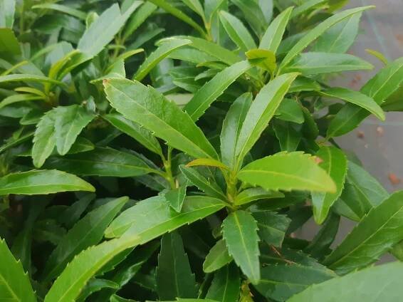 Bobkovišeň portugalská ANGUSTIFOLIA nevídaný NA ŽIVÝ PLOT VELKÁ SAZENICE Kód výrobce laurowisnia wschodnia sadzonki