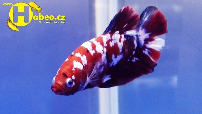 Ocean nutrition - Bojovnice pestrá - jak pěstovat bojovnici pestrou