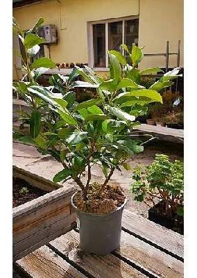 S Prunus laurocerasus Rotundifolia bobkovišeň lékařská 80cm/2 NL, živá rostlina