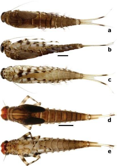 First contribution to the genera Branchiobaetis and Megabranchiella (Ephemeroptera, Baetidae) in China, with descriptions of two new species