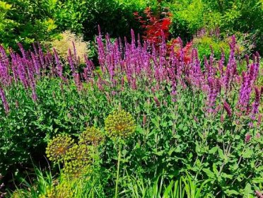 Šalvěj hajní – dlouho kvetoucí nenáročná trvalka | Moderní zahrada