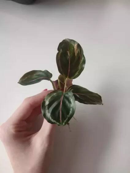 Mini calathea medailon