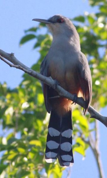 Hispaniolan lizard cuckoo