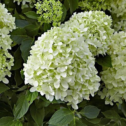 Hydrangea 'Little Spooky' - hortenzia | SlovenskeTrvalky.sk