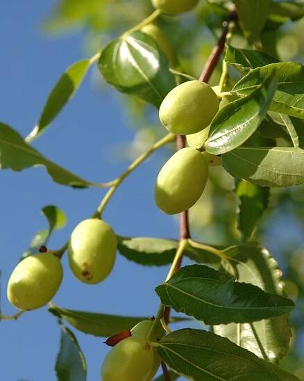 Jujuba - Čínska ďatla (Ziziphus jujuba) ´DONG ZAO´