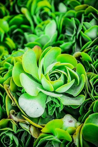 bezplatná Základová fotografie zdarma na téma aloe, botanická zahrada, bujný Základová fotografie
